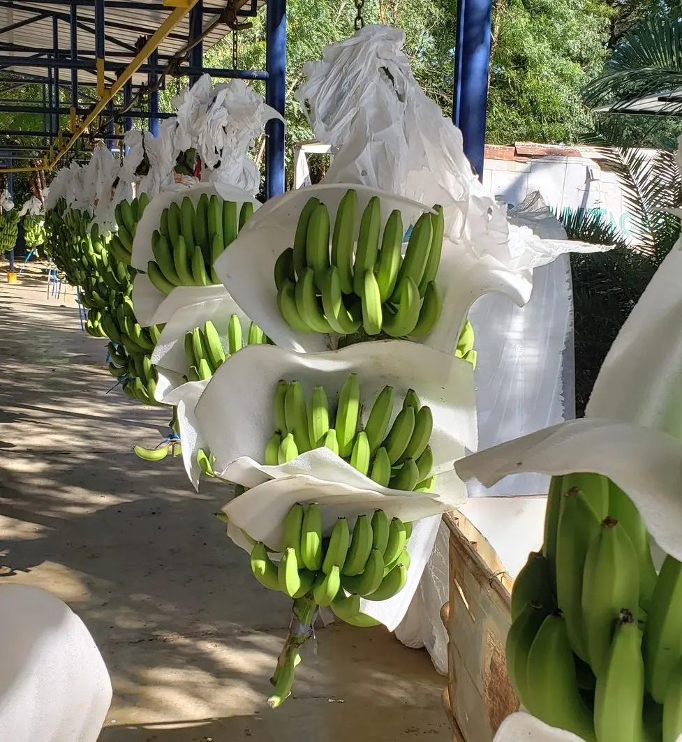 Cavendish Banana - Miniatura 4