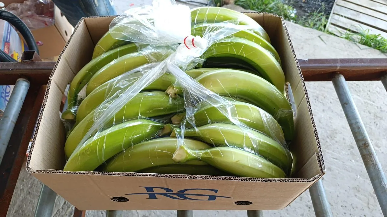 Ecuadorian Green Plantain - Barraganete