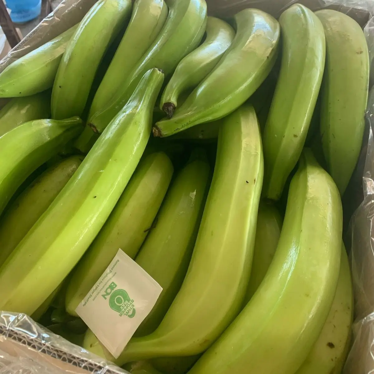 Ecuadorian Green Plantain - Barraganete - Miniatura 5