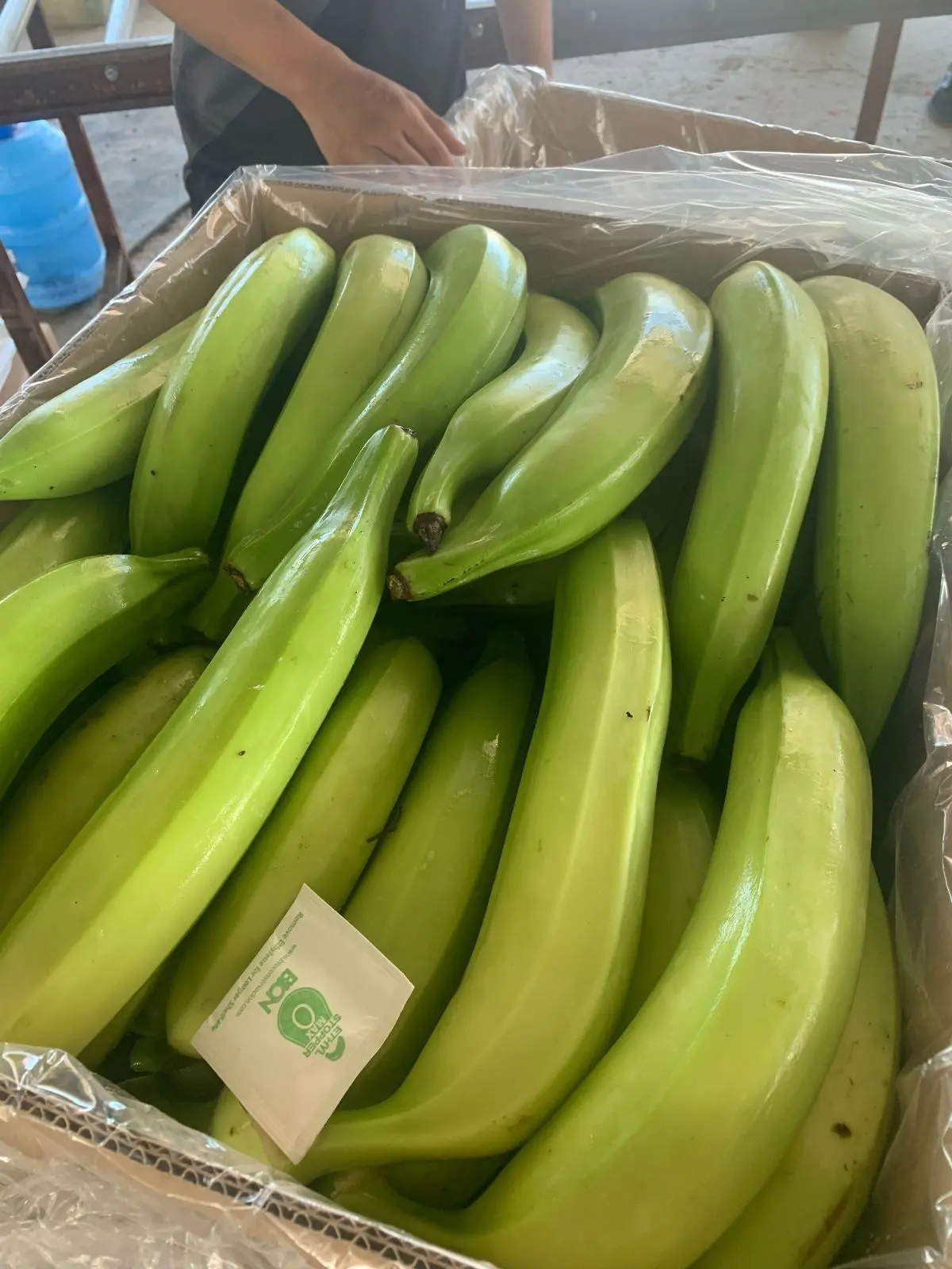 Ecuadorian Green Plantain - Barraganete - Miniatura 2