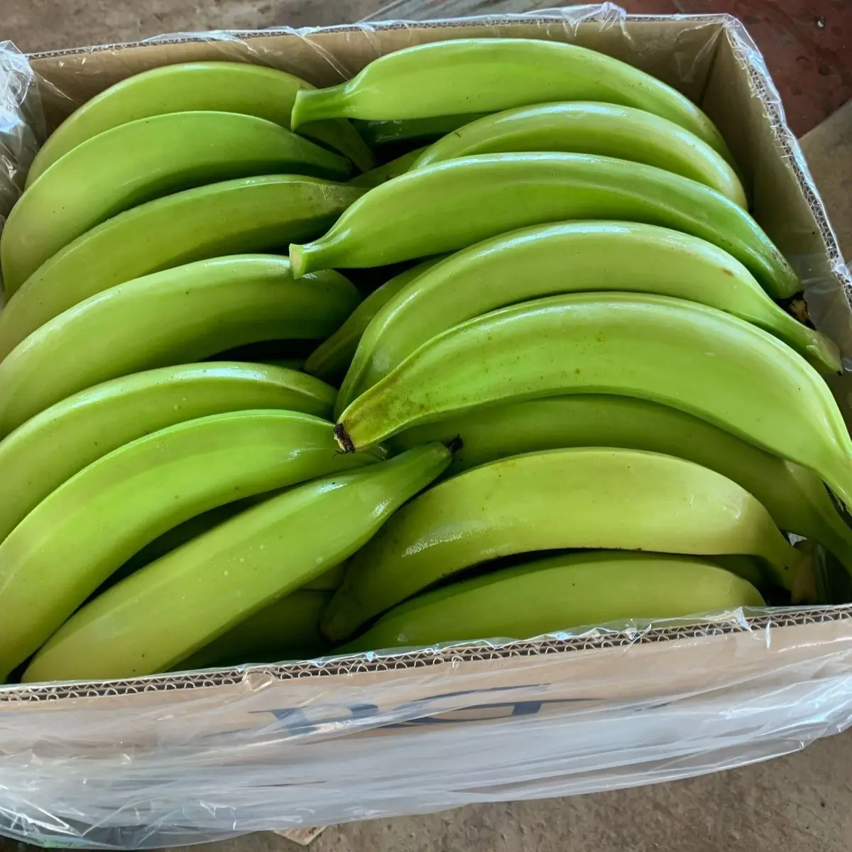 Ecuadorian Green Plantain - Barraganete - Miniatura 3