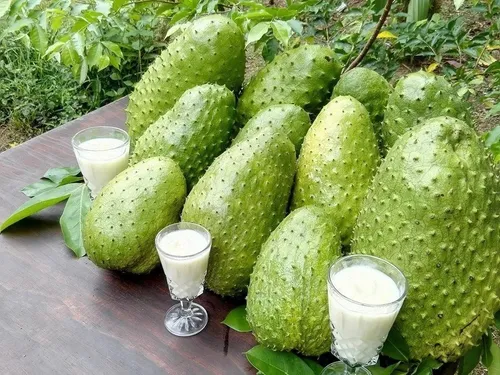 Ecuadorian Soursop