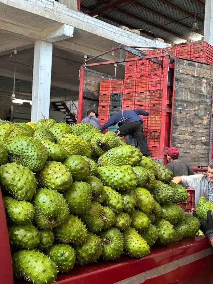 Ecuadorian Soursop - Miniatura 2