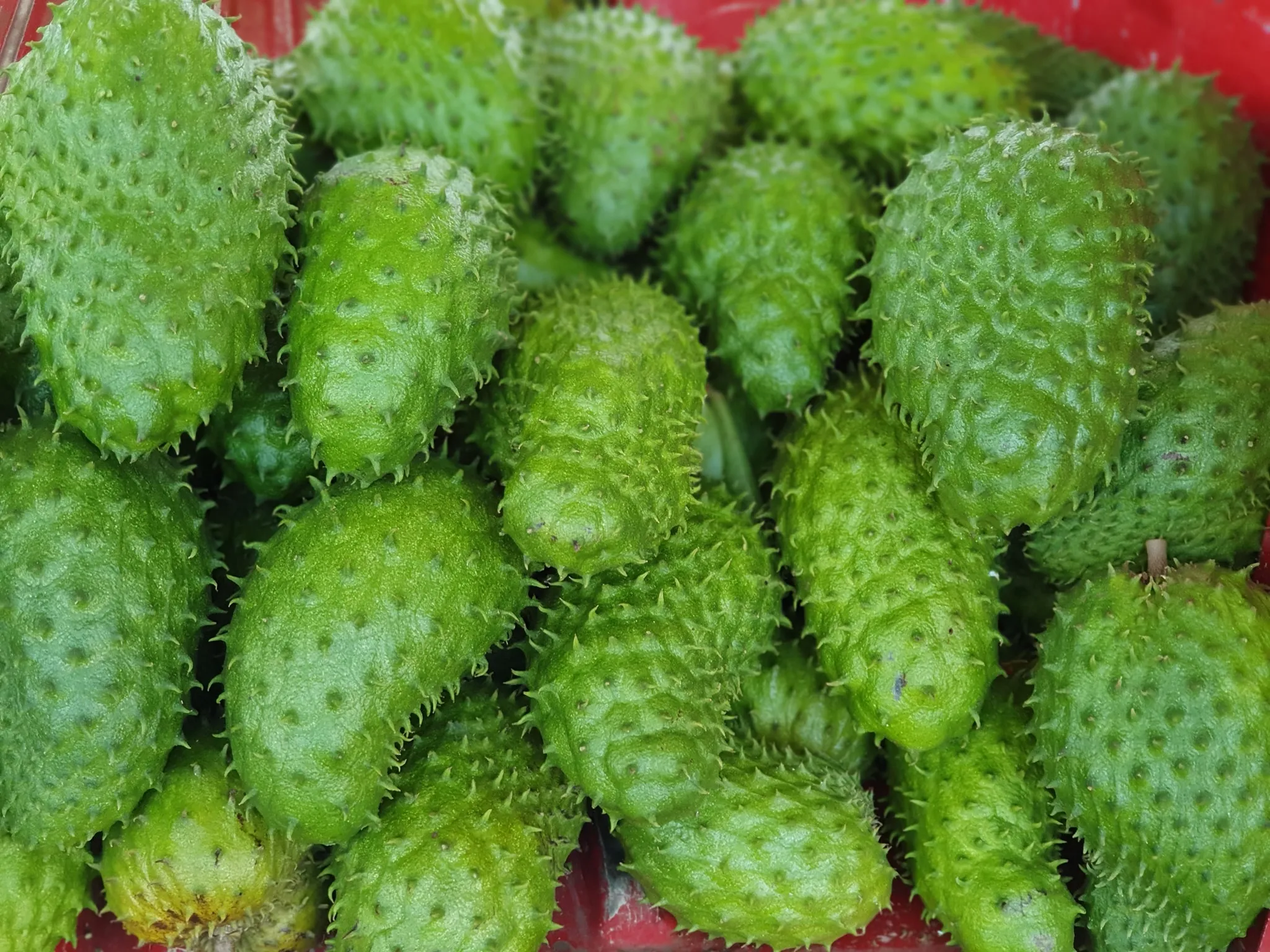Ecuadorian Soursop - Miniatura 4