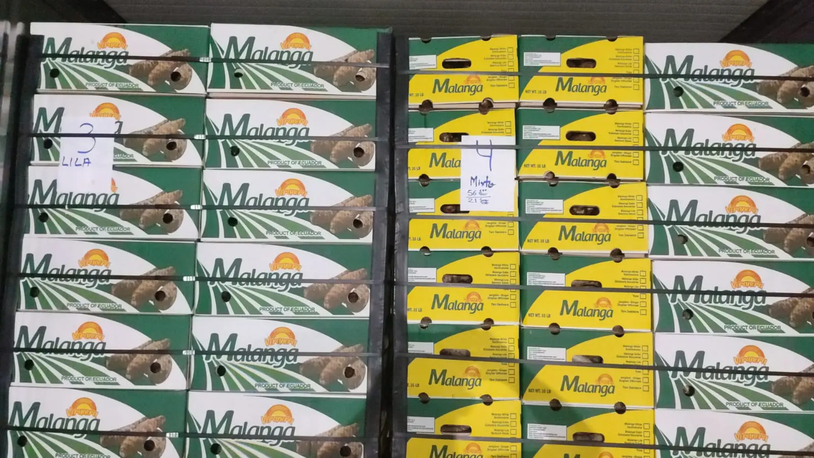 Malanga from Ecuador - Nutritious Root in High Demand - Miniatura 2