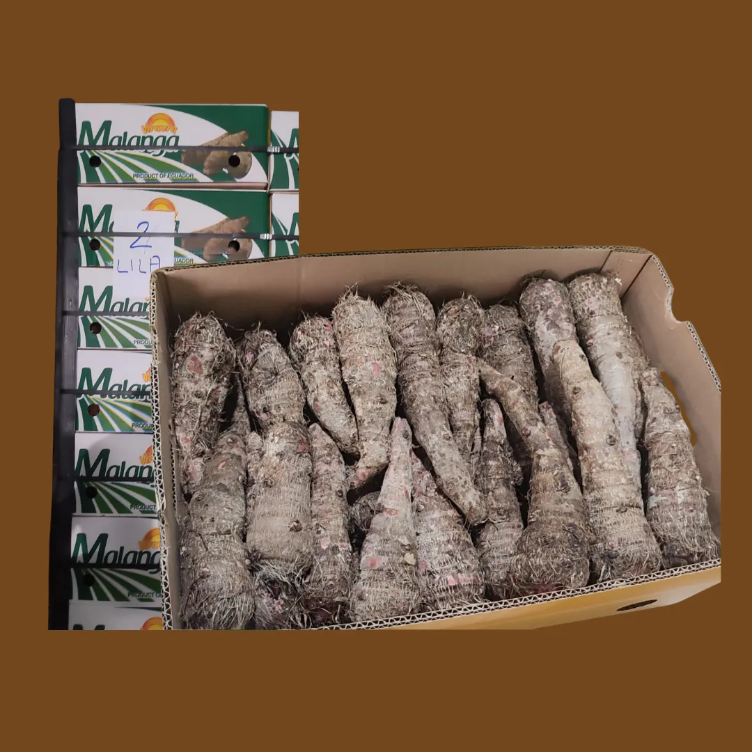 Malanga from Ecuador - Nutritious Root in High Demand
