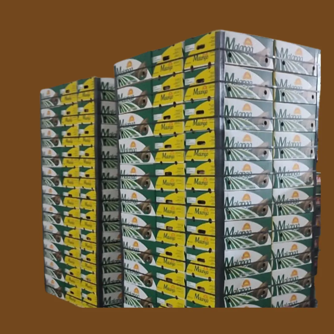 Malanga from Ecuador - Nutritious Root in High Demand - Miniatura 3