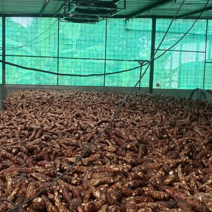 Malanga from Ecuador - Nutritious Root in High Demand - Miniatura 4