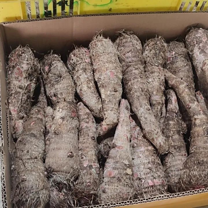 Malanga from Ecuador - Nutritious Root in High Demand