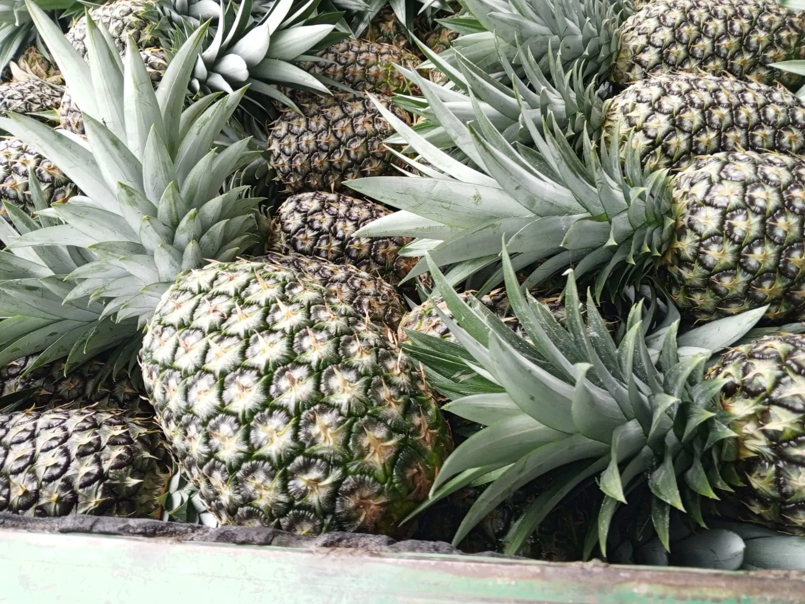 Ecuadorian Pineapple - Tropical Sweetness - Miniatura 2