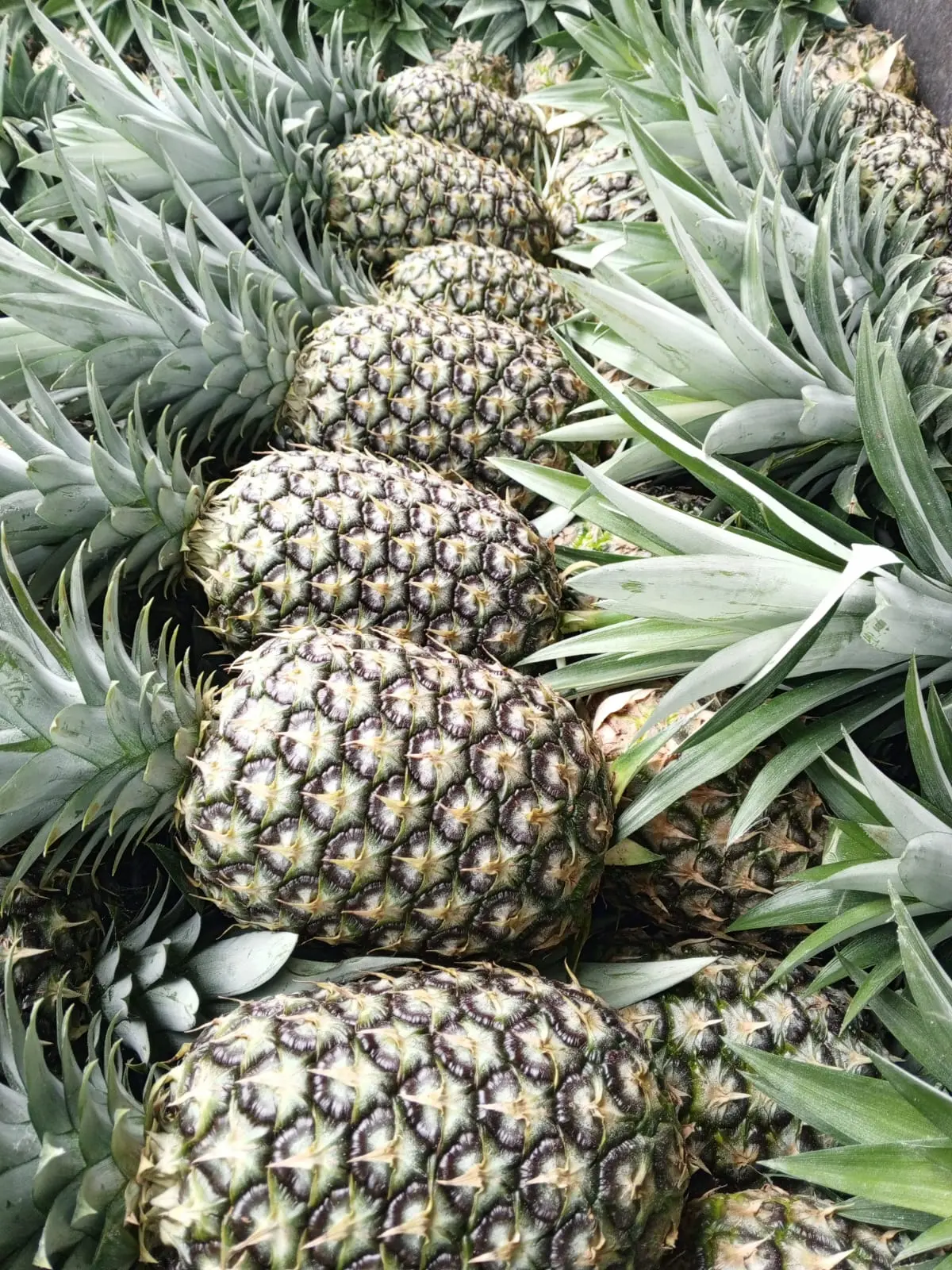 Ecuadorian Pineapple - Tropical Sweetness - Miniatura 3
