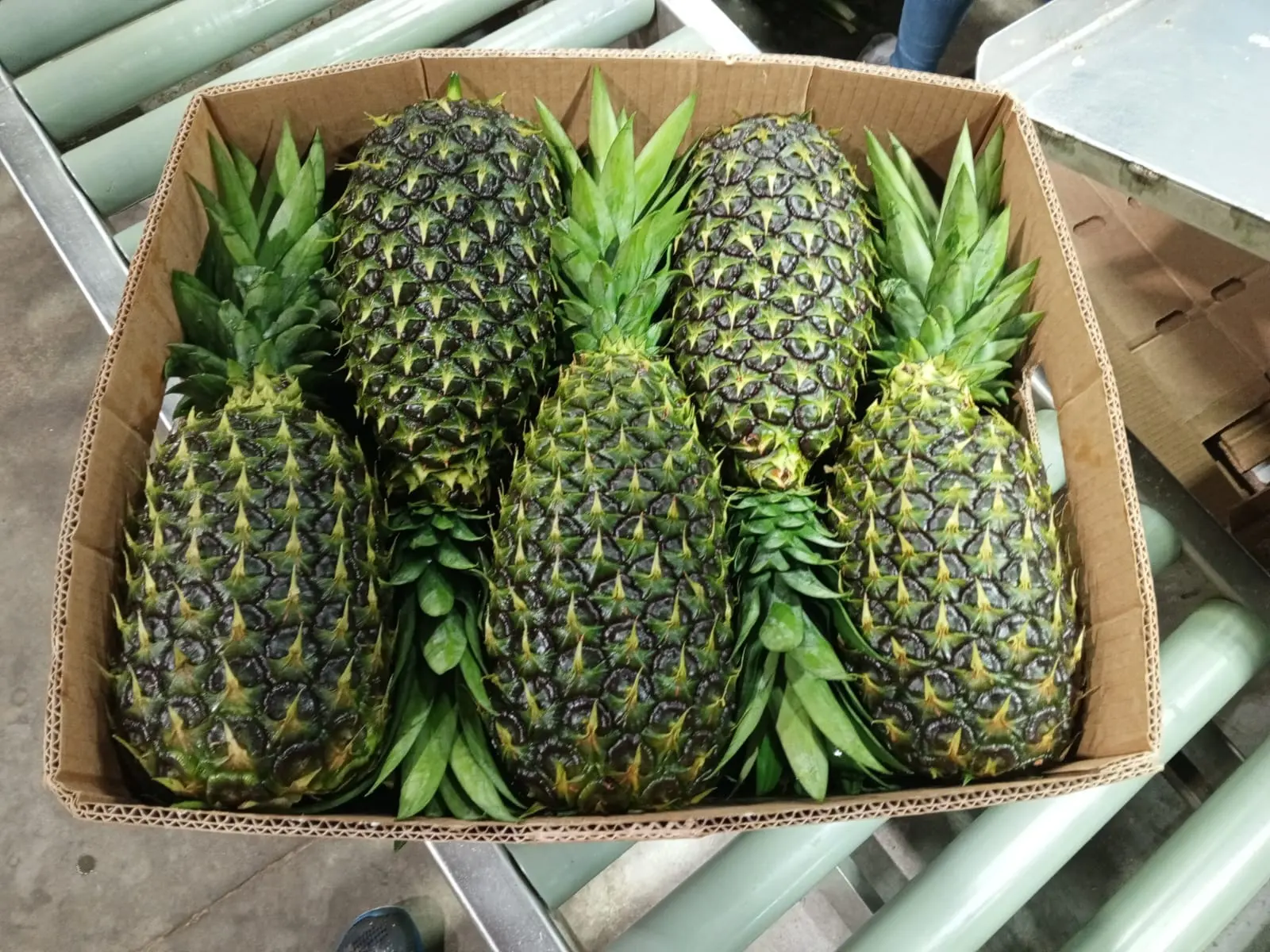 Ecuadorian Pineapple - Tropical Sweetness