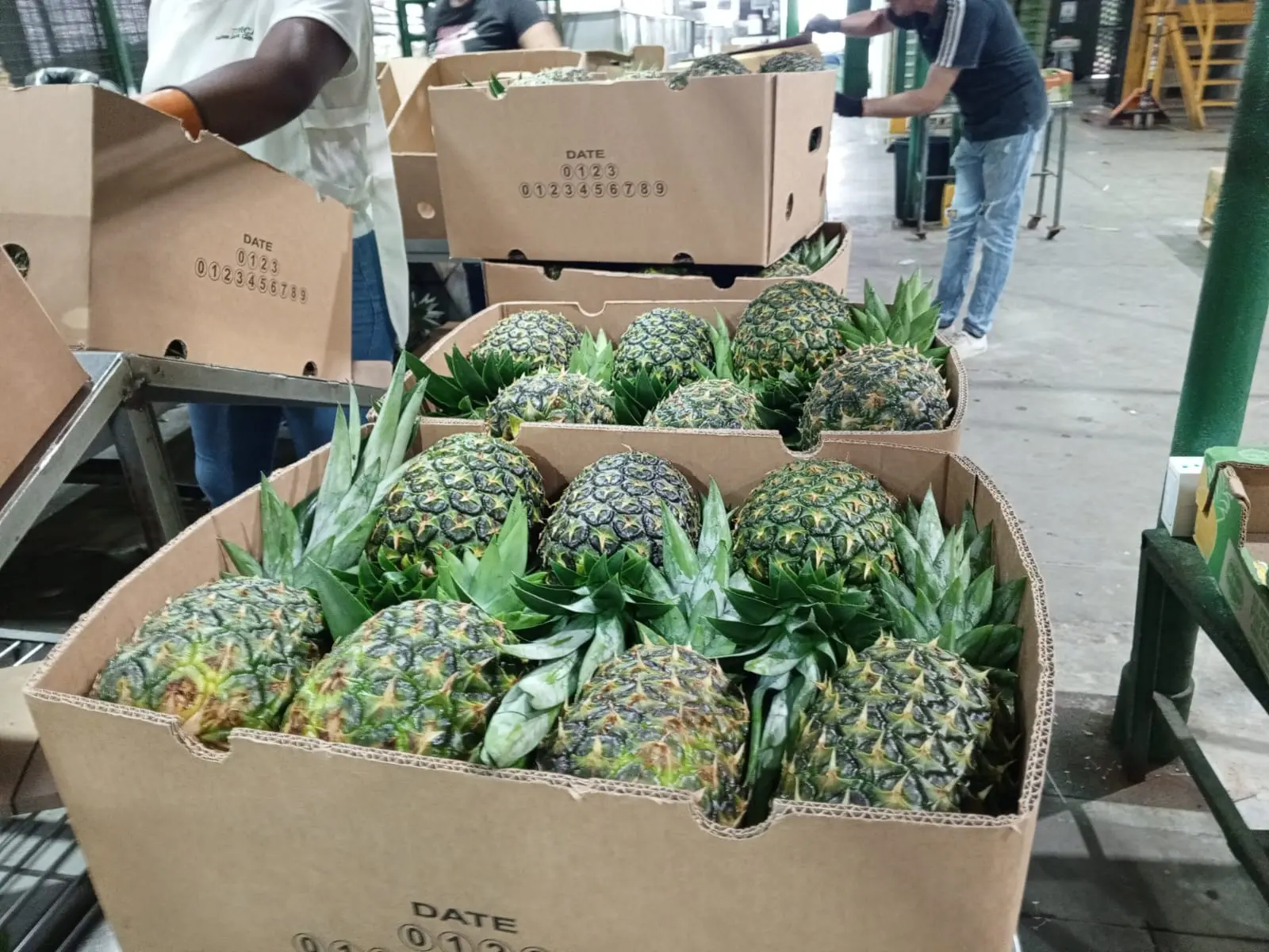 Ecuadorian Pineapple - Tropical Sweetness - Miniatura 4