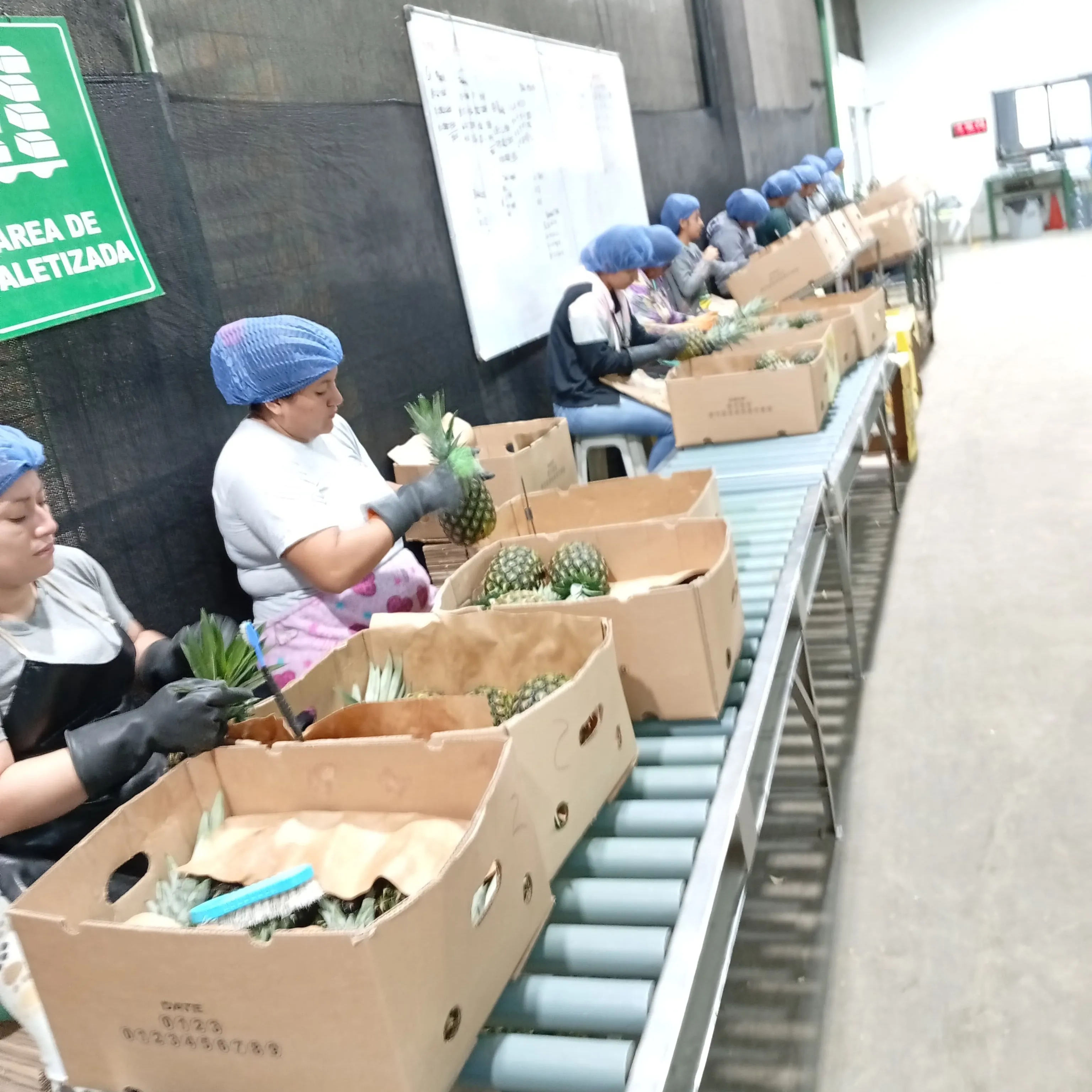 Ecuadorian Pineapple - Tropical Sweetness - Miniatura 4