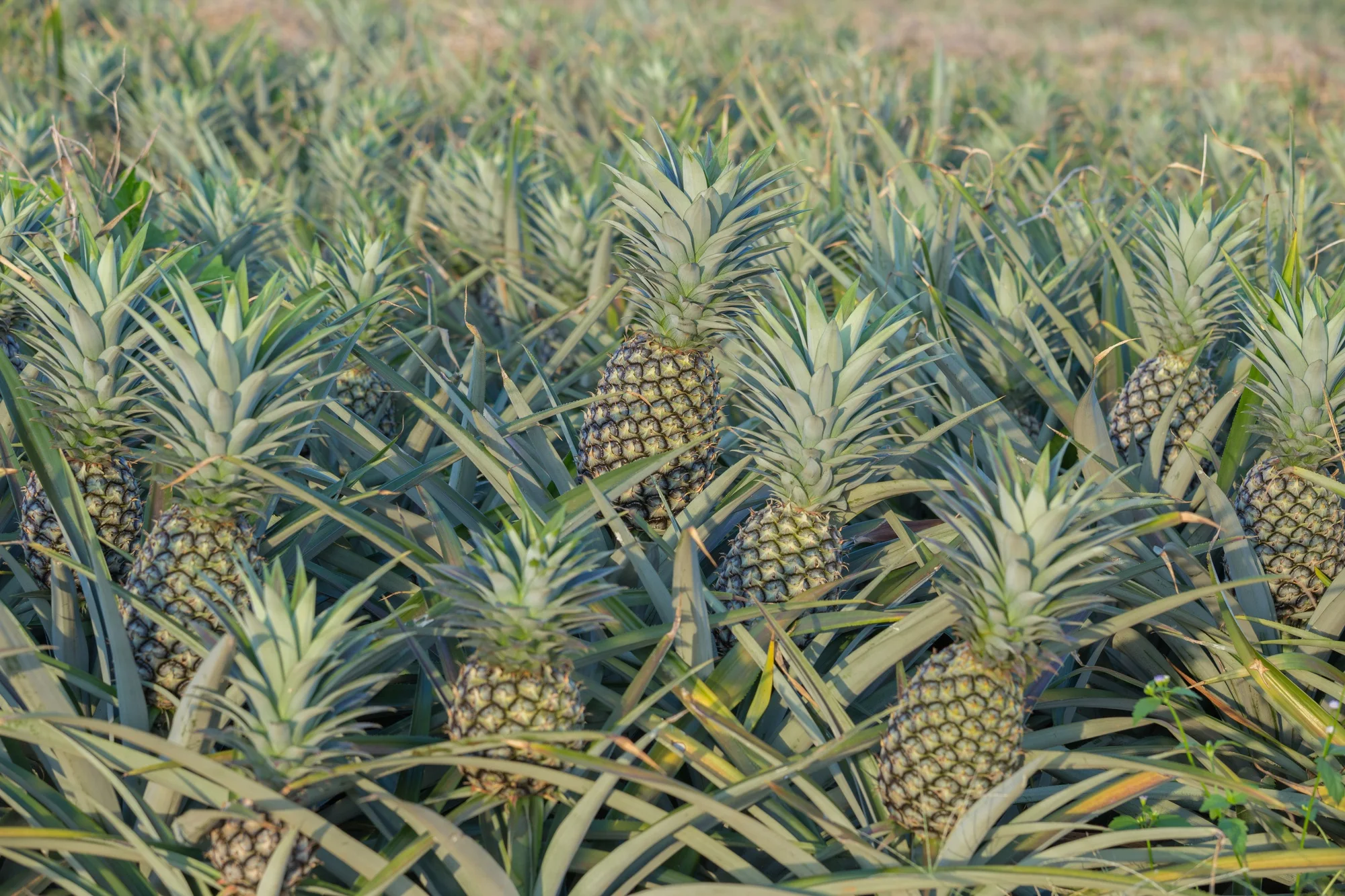 Banana plantation