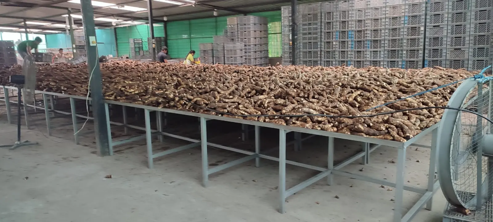 Cassava from Ecuador - Natural Energy from the Root - Miniatura 3