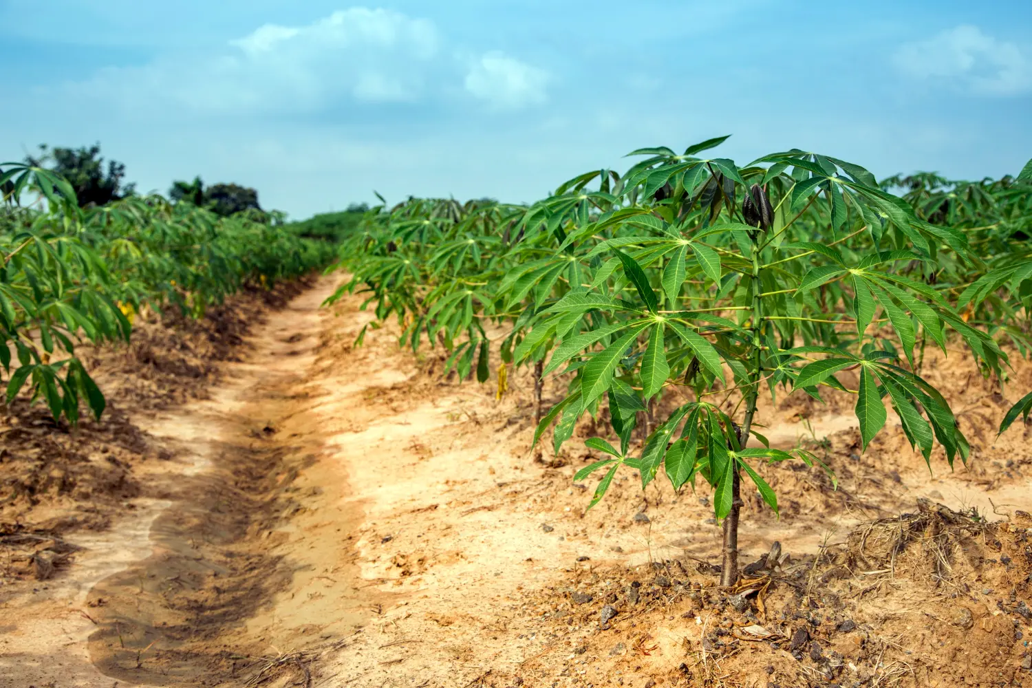 Cassava from Ecuador - Natural Energy from the Root - Miniatura 4